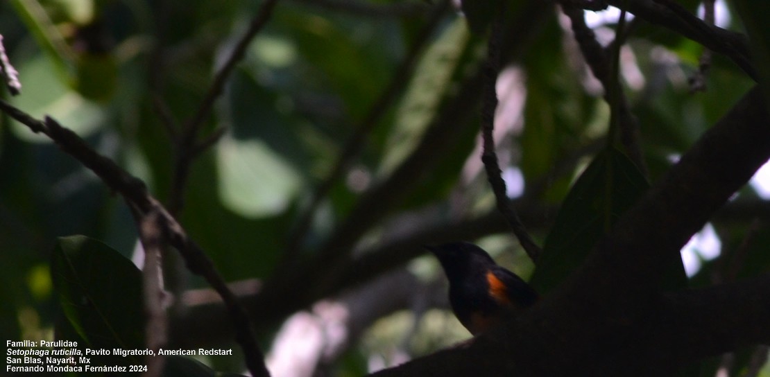 American Redstart - ML613431901