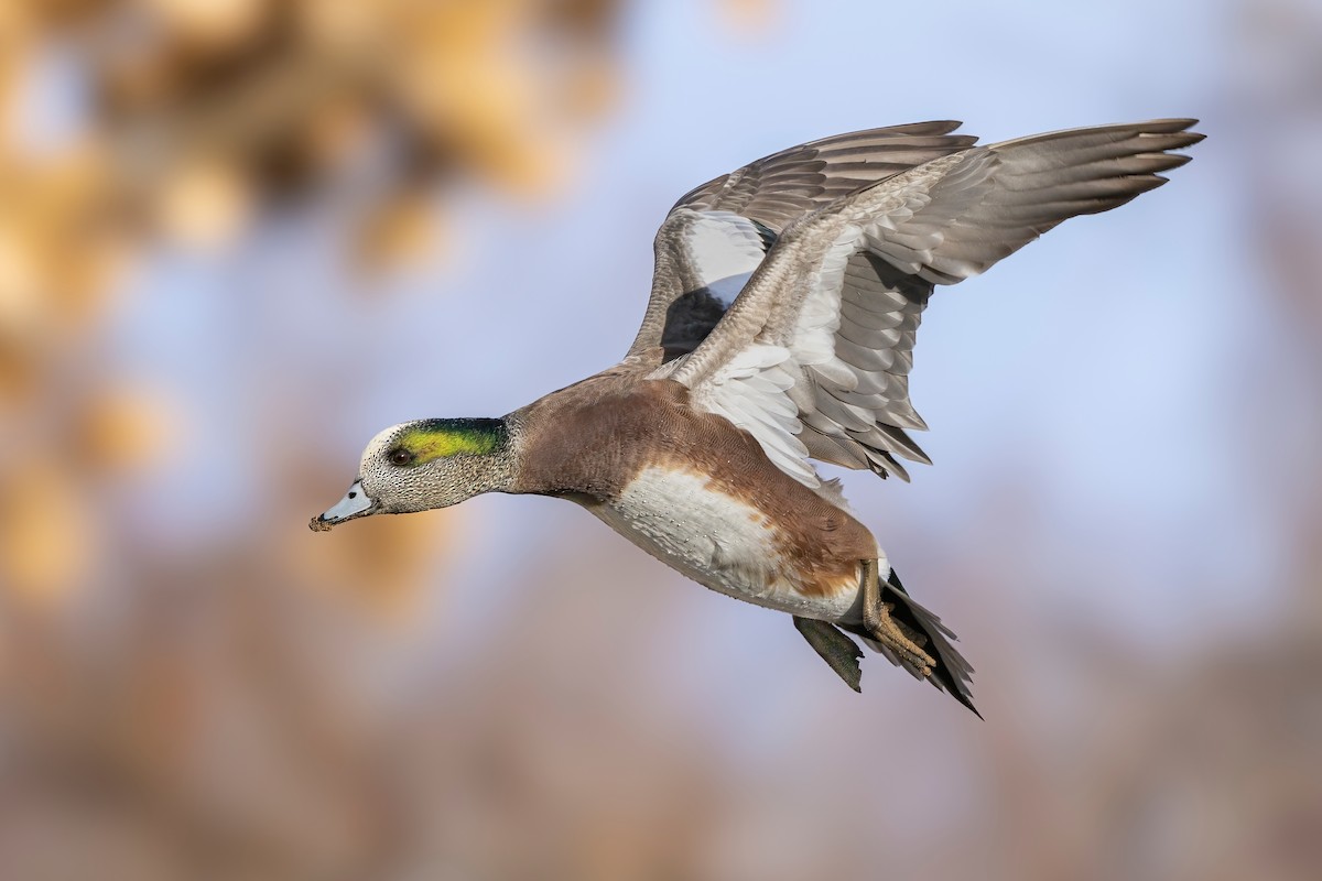 American Wigeon - ML613431964