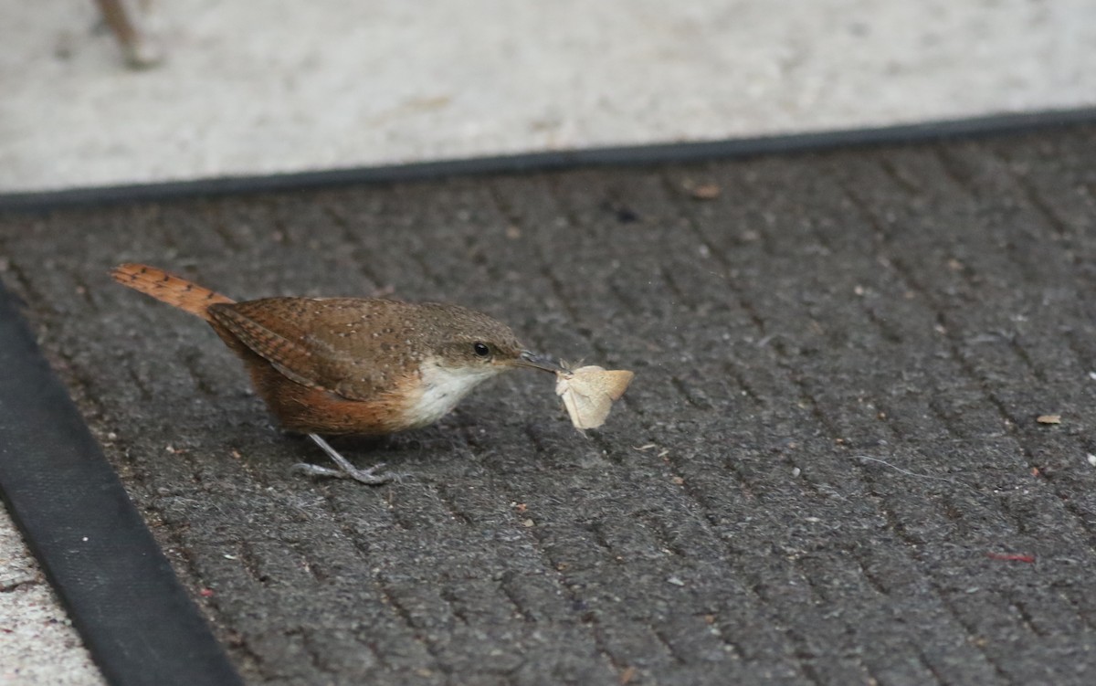 Canyon Wren - ML61343201