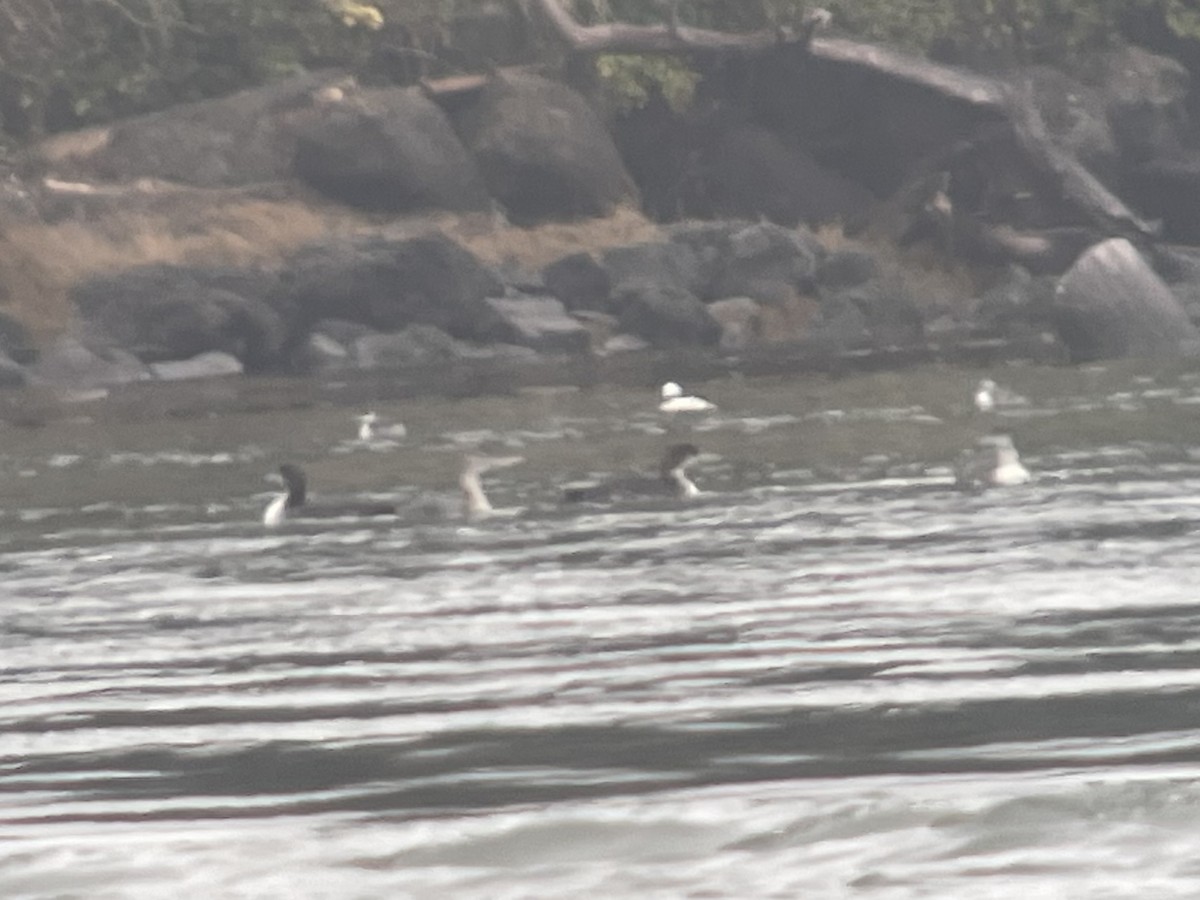 Yellow-billed Loon - ML613432139