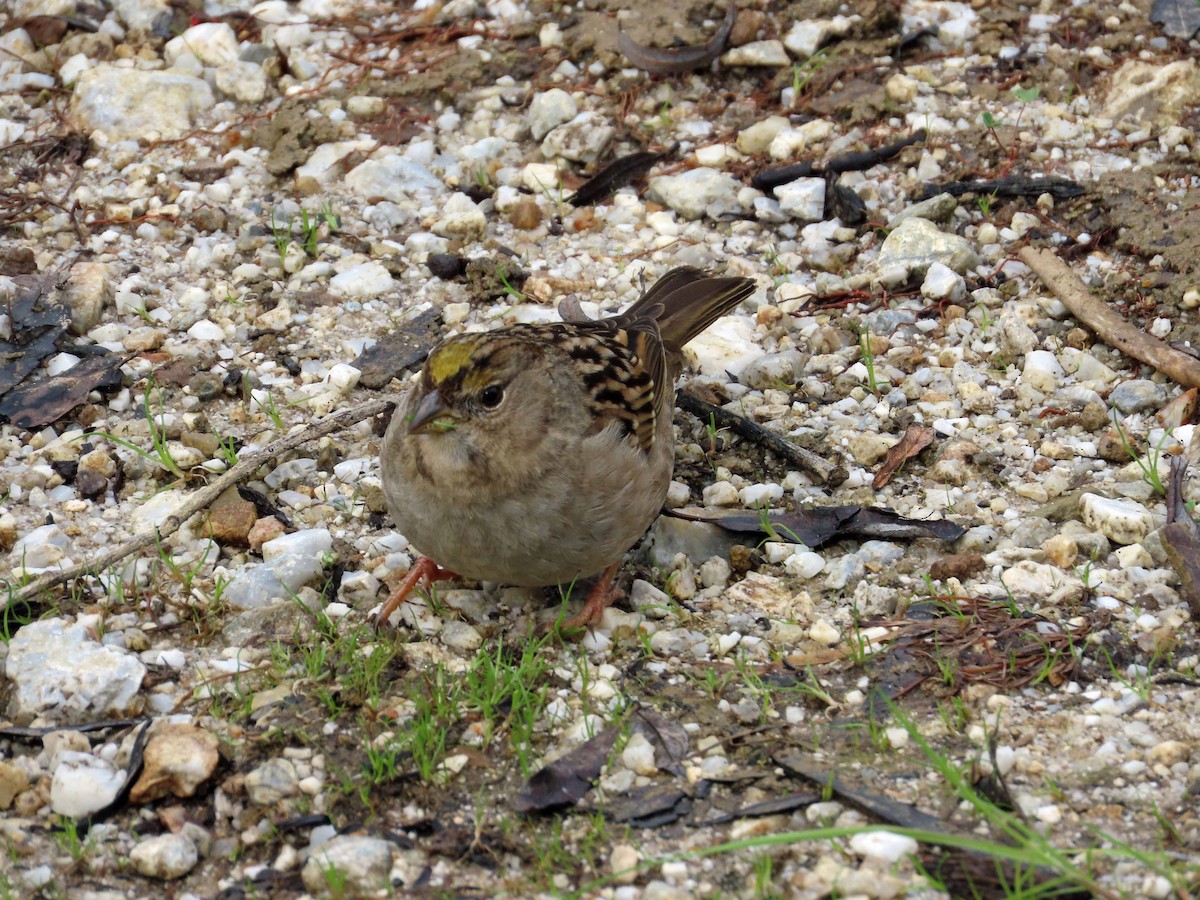 Golden-crowned Sparrow - ML613432140