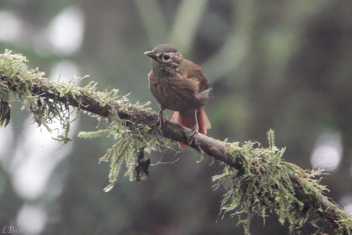 Scaly-throated Foliage-gleaner - ML613432208