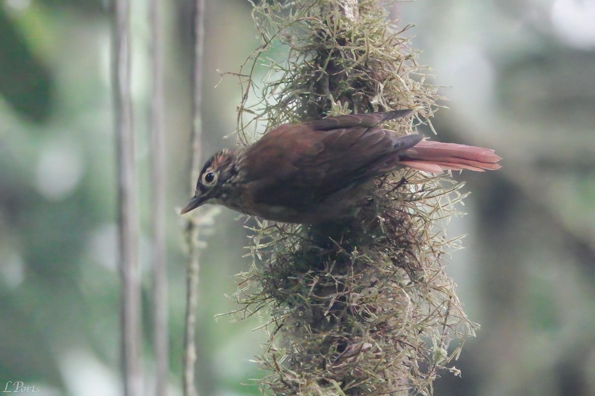 Scaly-throated Foliage-gleaner - ML613432209