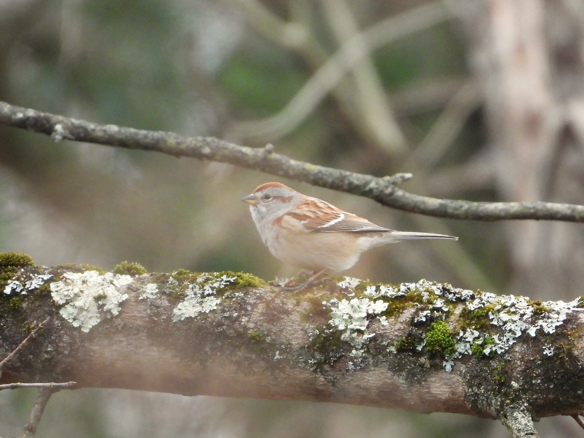 American Tree Sparrow - ML613432280