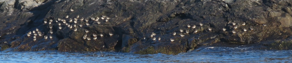 Purple Sandpiper - ML613432282