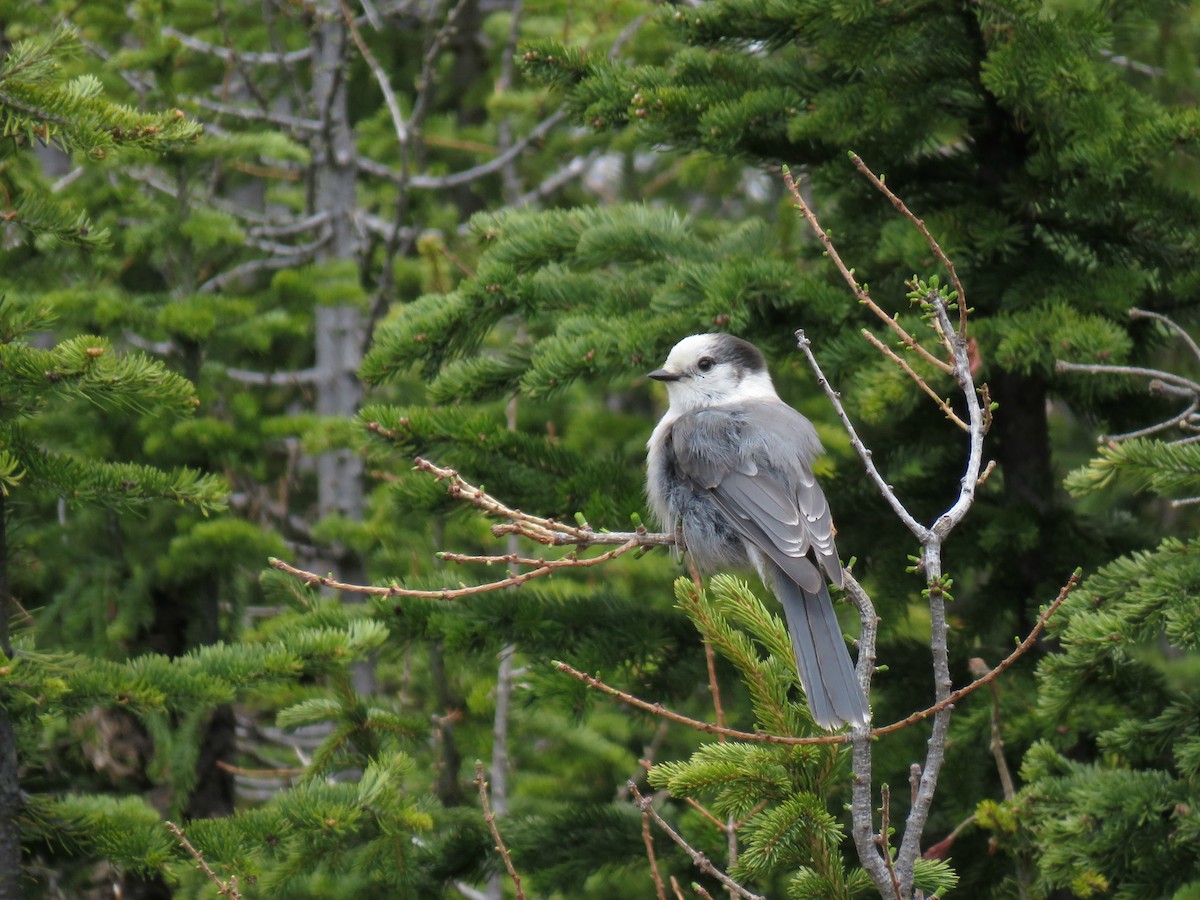 Canada Jay - David R. Scott