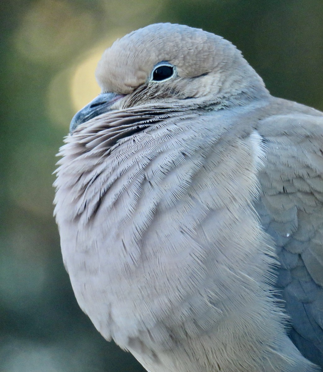 Mourning Dove - ML613432414