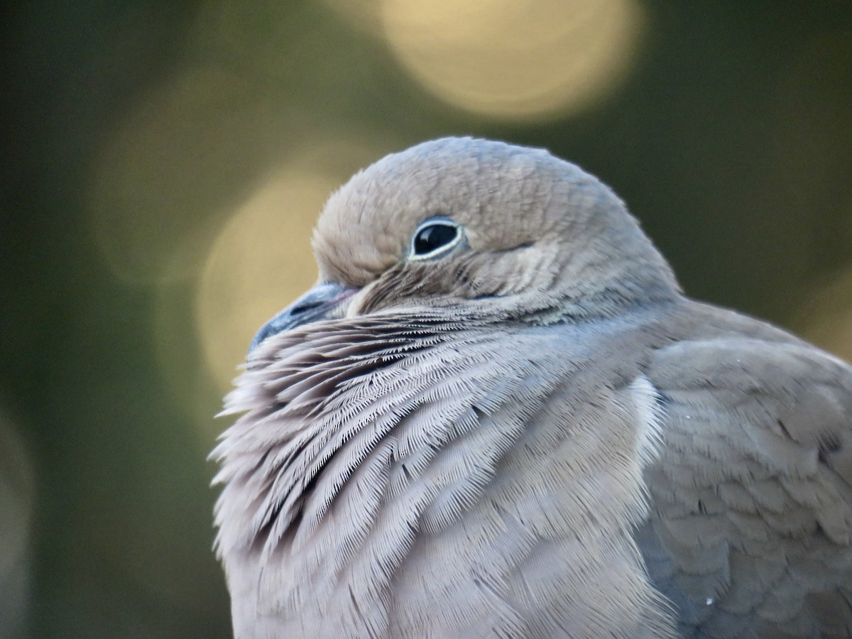 Mourning Dove - ML613432415