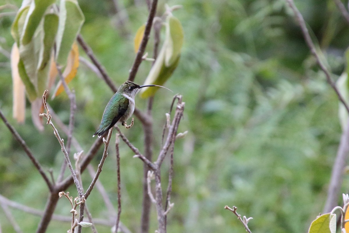 Ruby-throated Hummingbird - ML613432452