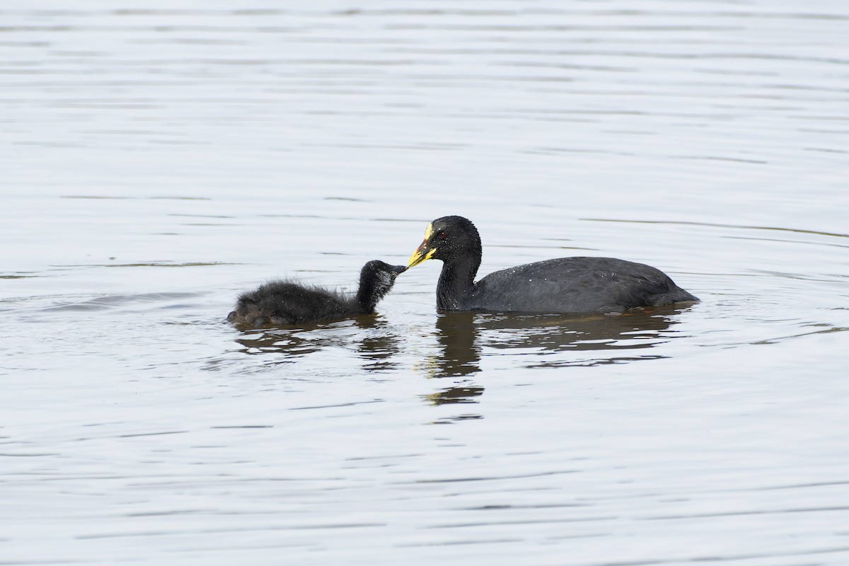 Red-gartered Coot - ML613432478