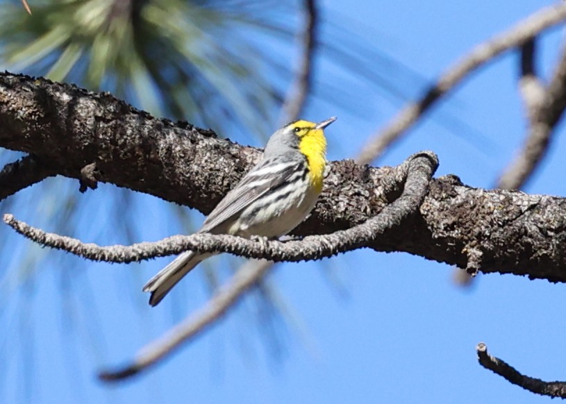 Grace's Warbler - Rob O'Donnell