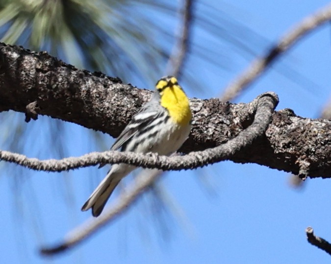 Grace's Warbler - ML613432519