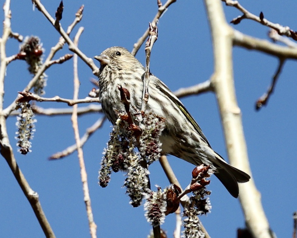 Pine Siskin - ML613432540