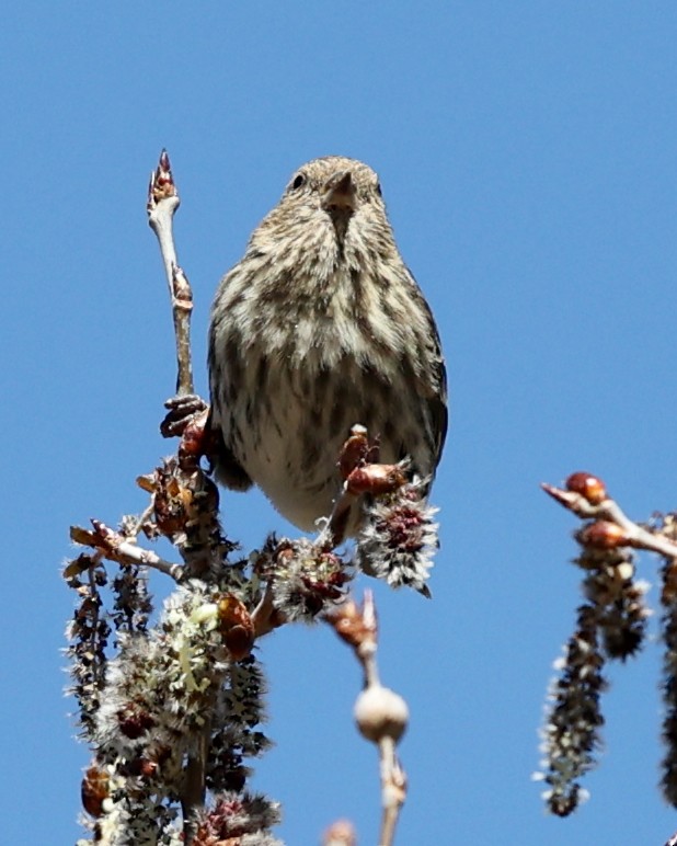 Pine Siskin - ML613432542