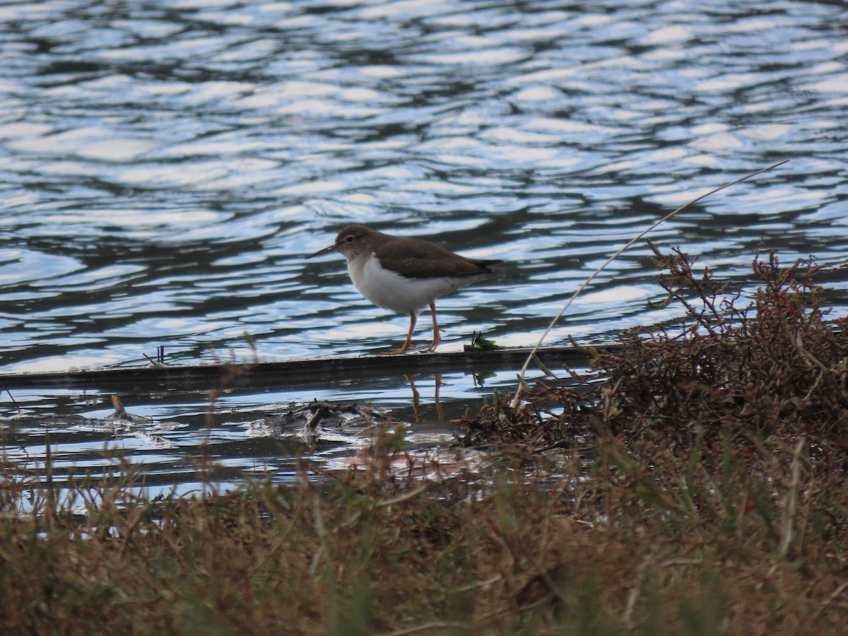 Spotted Sandpiper - ML613432567