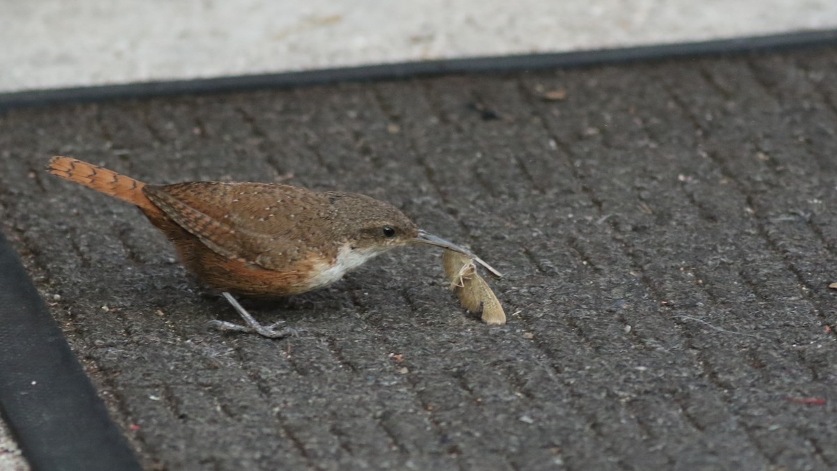 Canyon Wren - ML61343271