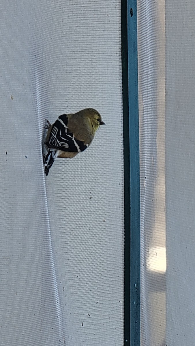 American Goldfinch - David Palmer