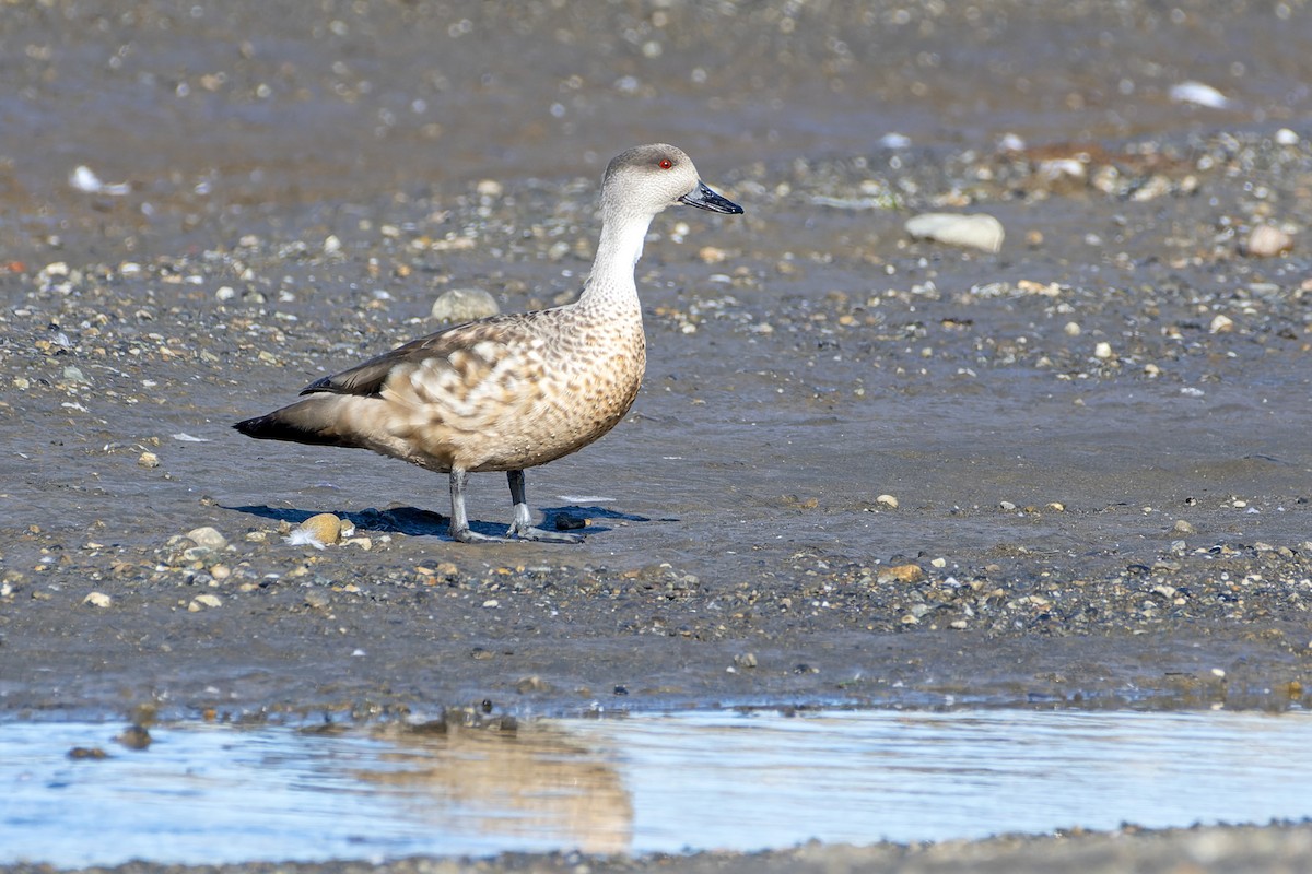 Crested Duck - ML613432734