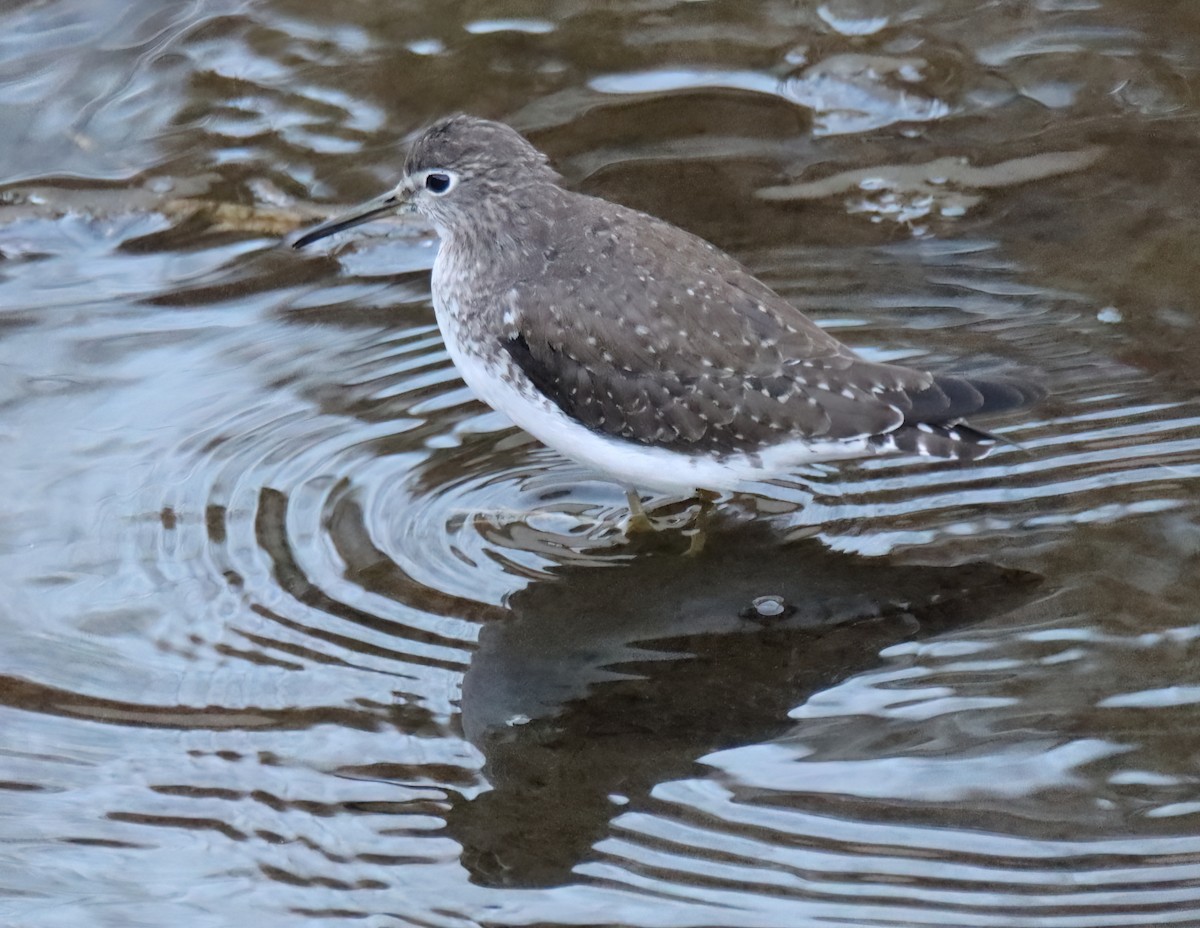 Solitary Sandpiper - ML613432754