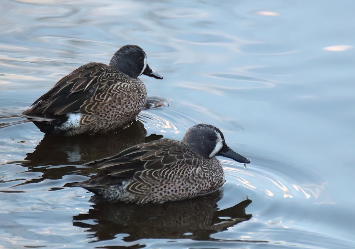 Blue-winged Teal - Sally Veach