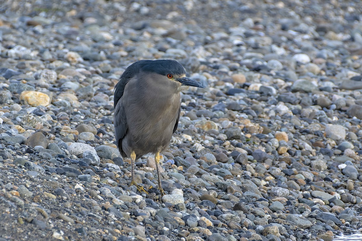 Black-crowned Night Heron (Dusky) - ML613432786