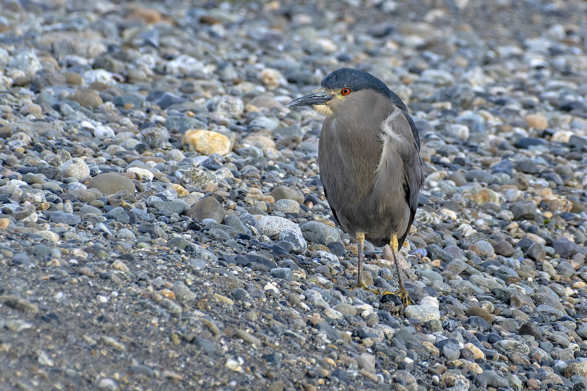 Black-crowned Night Heron (Dusky) - ML613432788