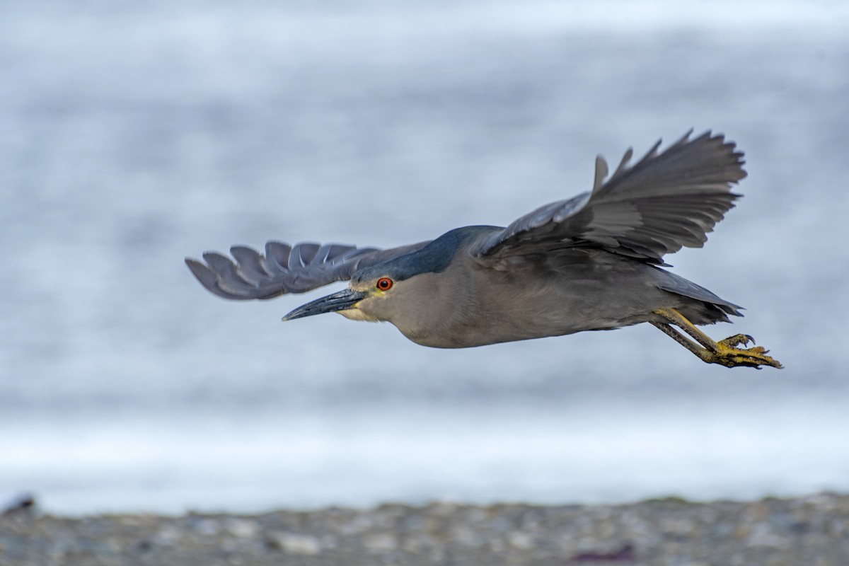Black-crowned Night Heron (Dusky) - ML613432790