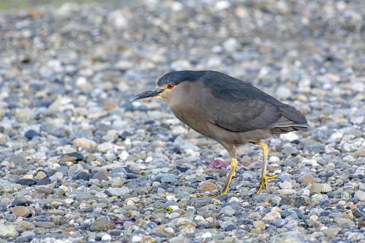 Black-crowned Night Heron (Dusky) - ML613432791