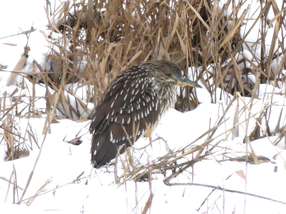 Black-crowned Night Heron - ML613432834