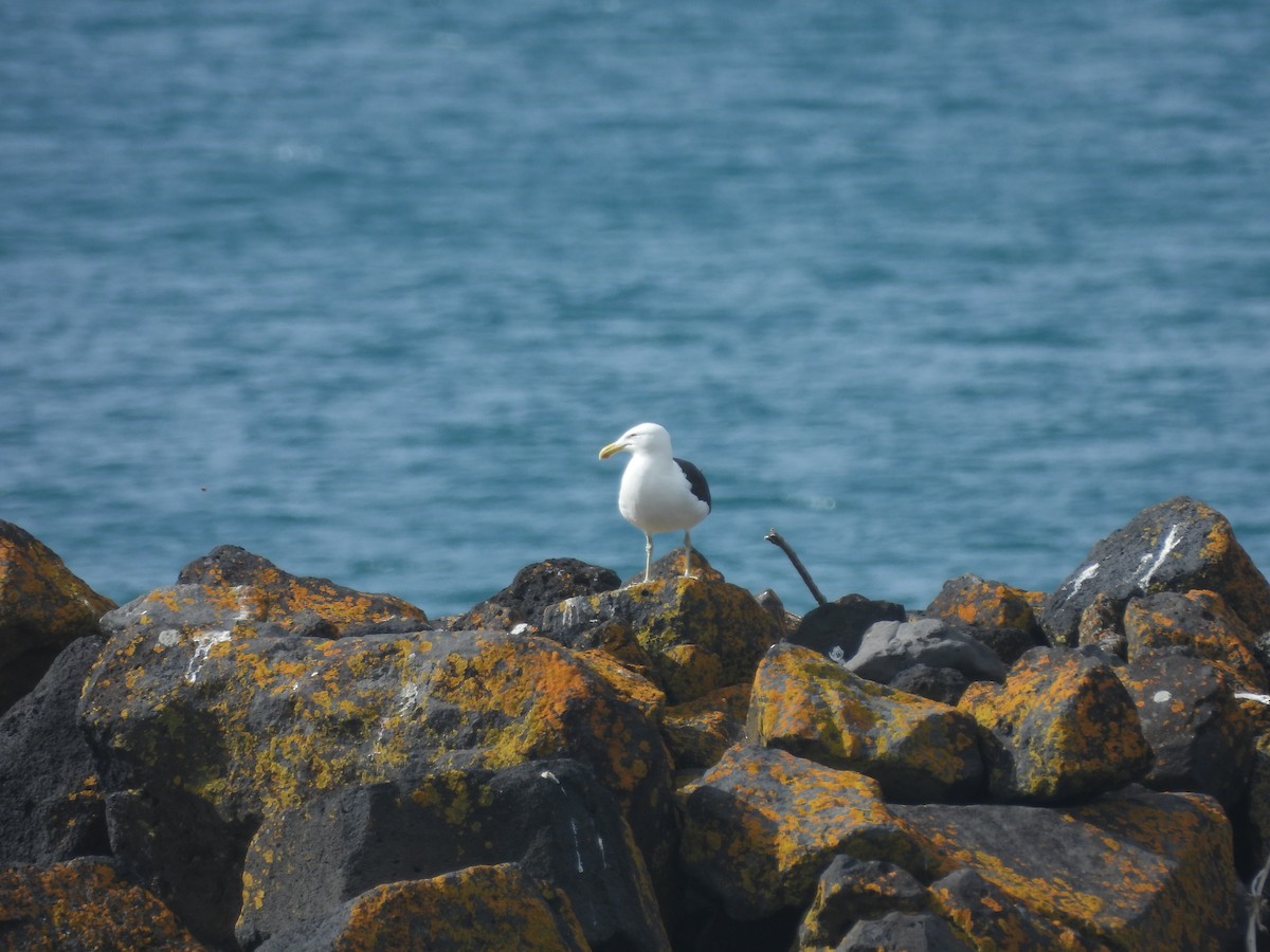 Kelp Gull - Kevin Rohling