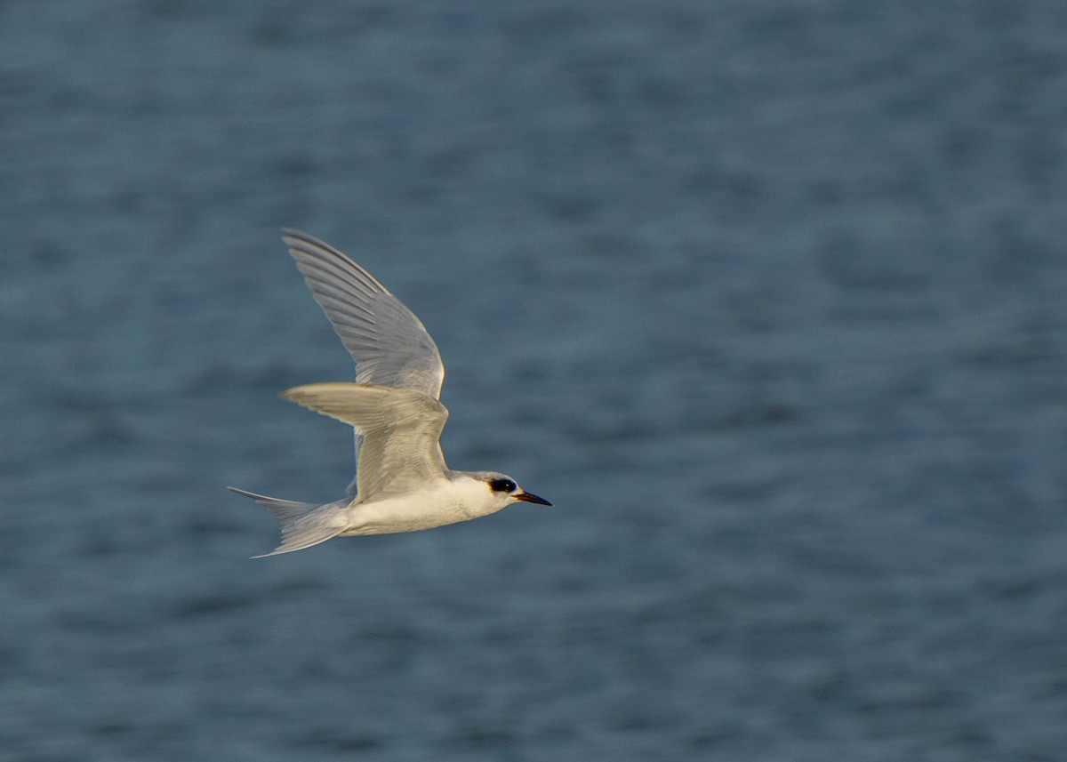 Forster's Tern - Andrew Parkin