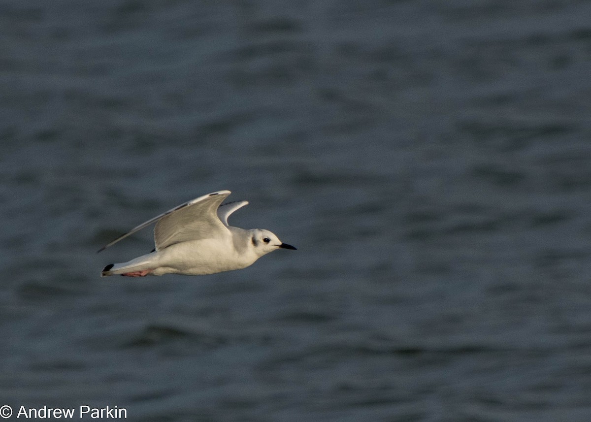 Gaviota de Bonaparte - ML613432901