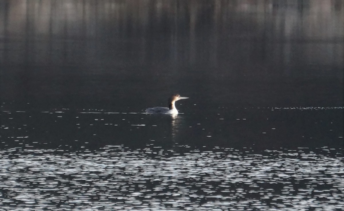 Common Loon - ML613432938