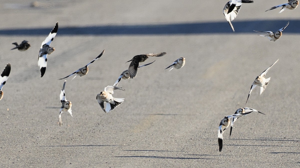 Lapland Longspur - Denis Allard