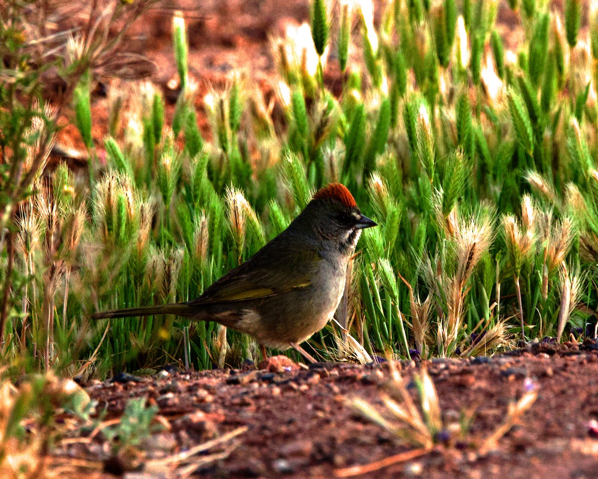 Green-tailed Towhee - Rob O'Donnell