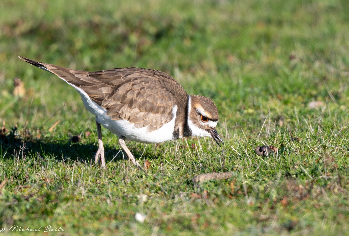 Killdeer - ML613433074