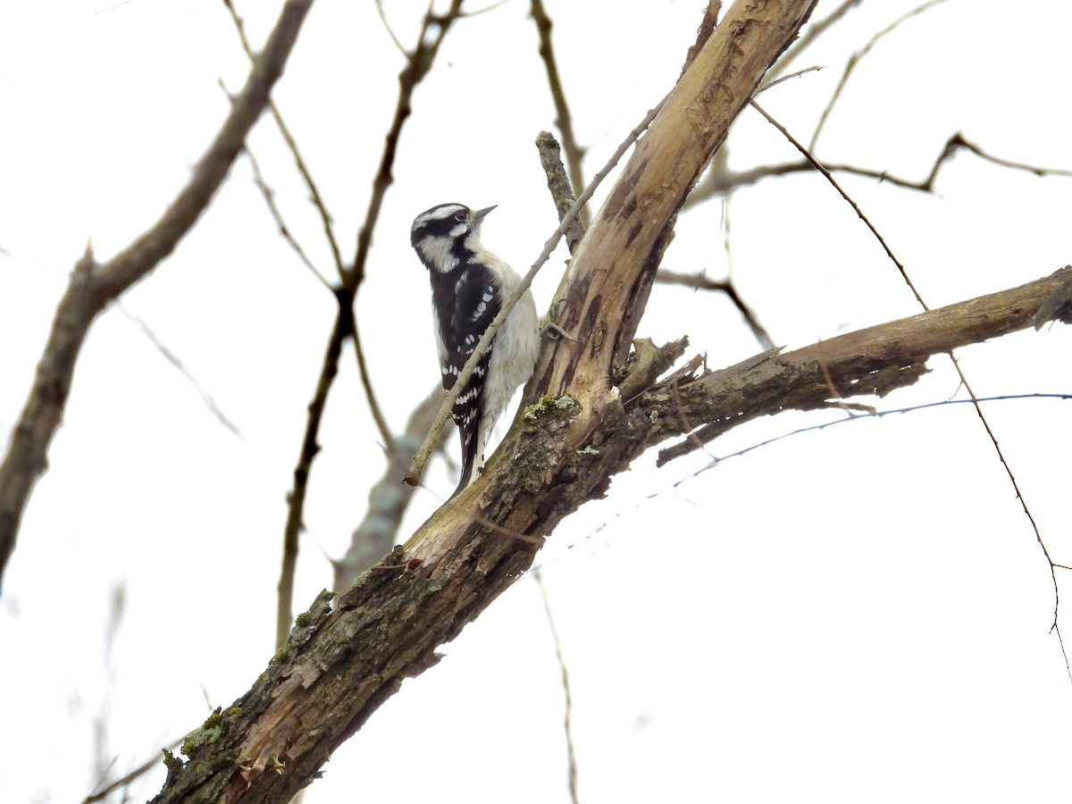 Downy Woodpecker - ML613433085