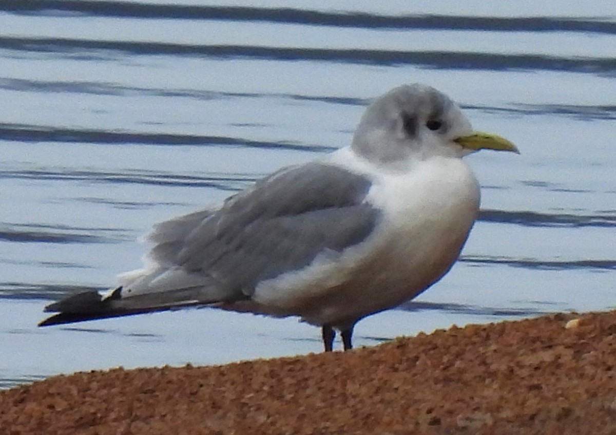 Black-legged Kittiwake - ML613433089