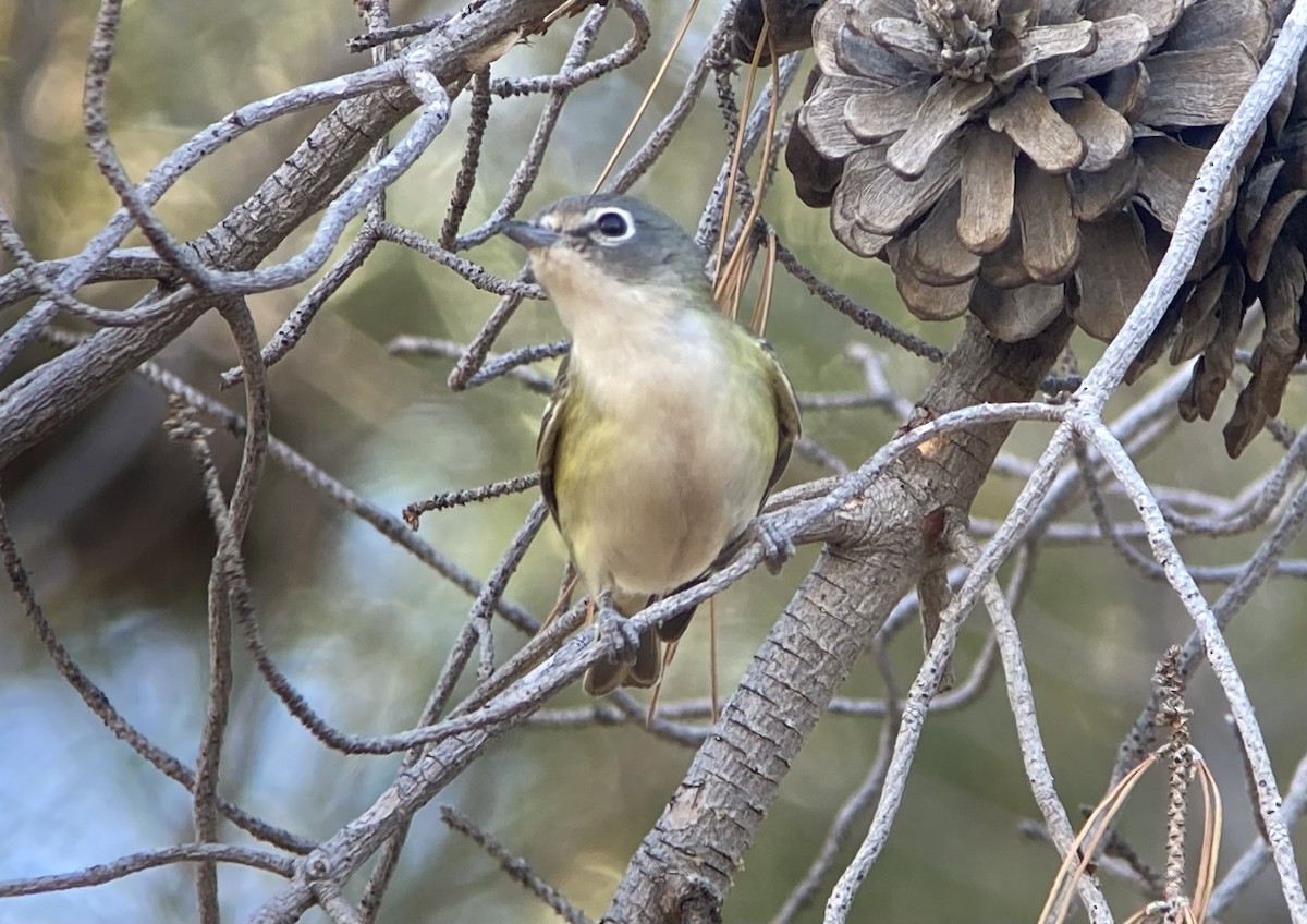 Blue-headed Vireo - ML613433095