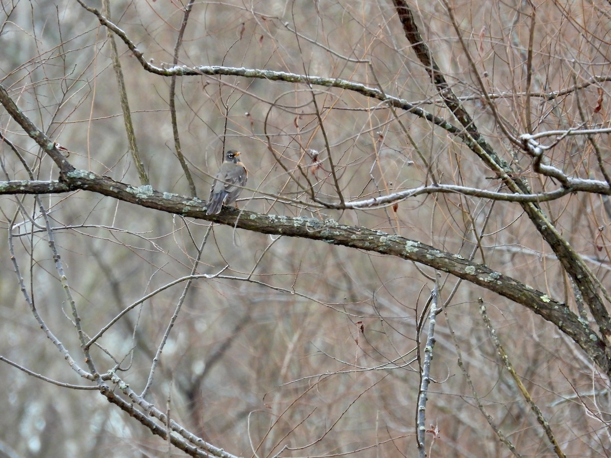 American Robin - ML613433103