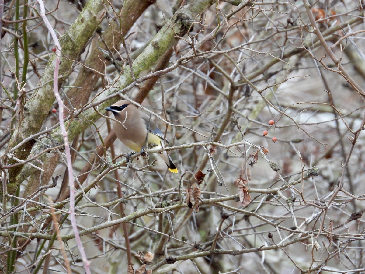 Cedar Waxwing - ML613433119