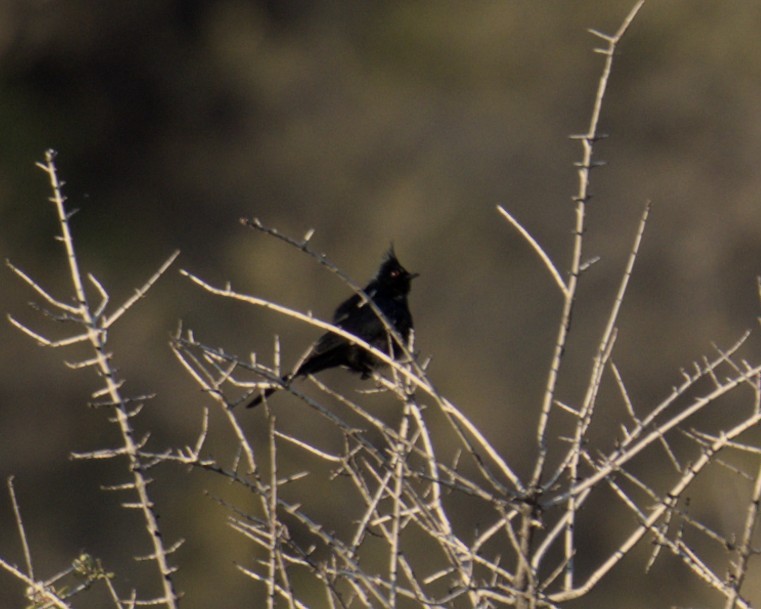 Phainopepla - Marshall Witkowski