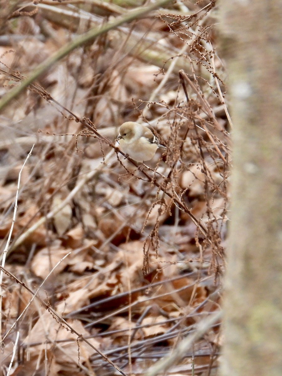 American Goldfinch - ML613433137