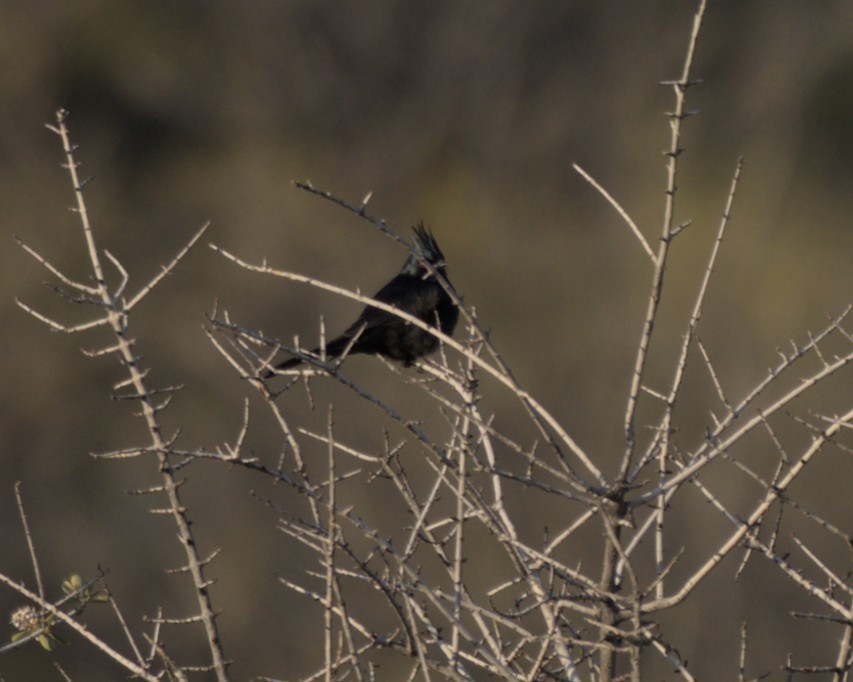 Capulinero Negro - ML613433151