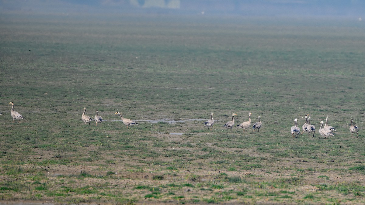 Bar-headed Goose - ML613433265