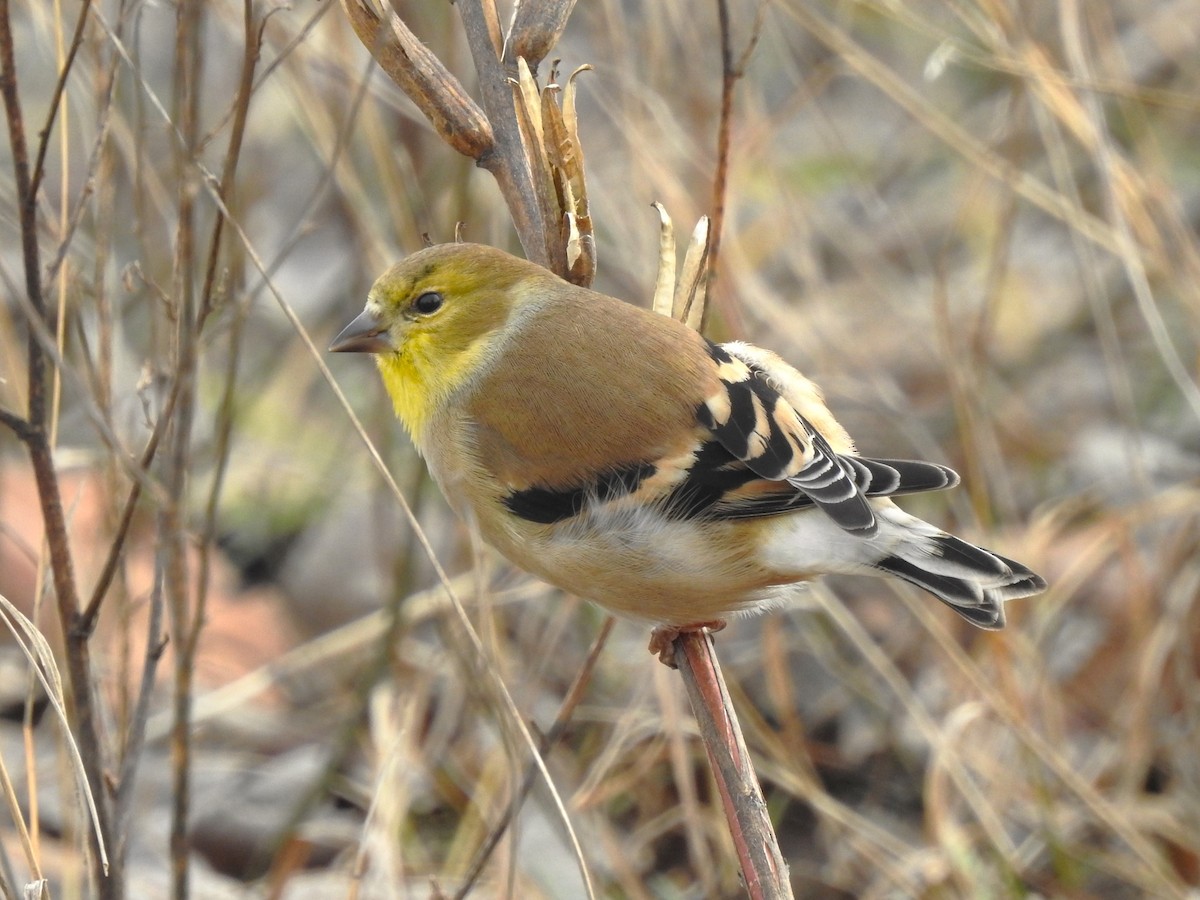 American Goldfinch - ML613433271