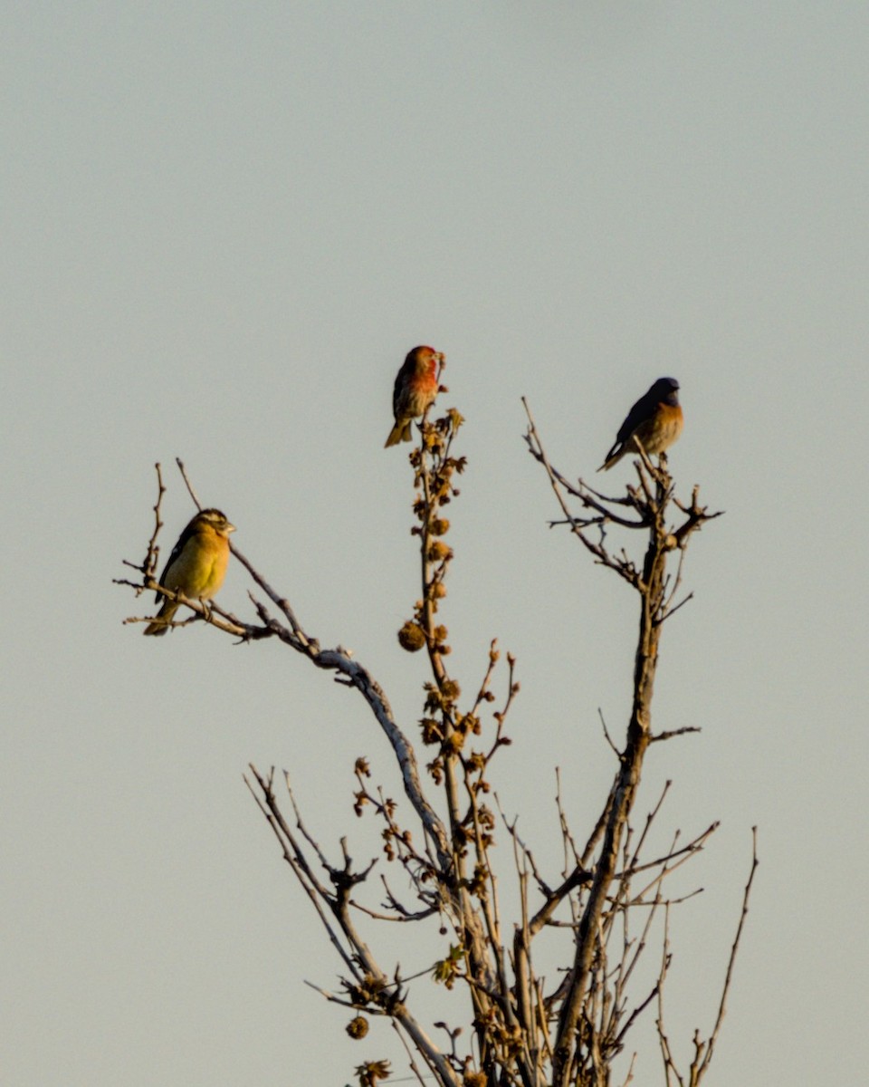 House Finch - ML613433384