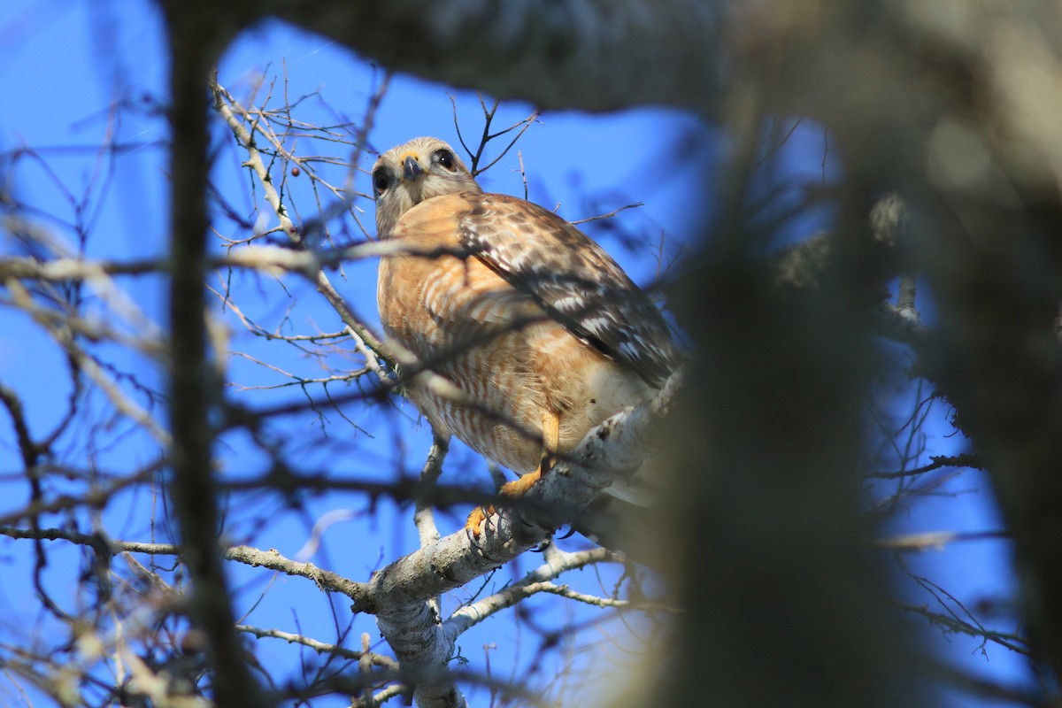 Red-shouldered Hawk (lineatus Group) - ML613433418