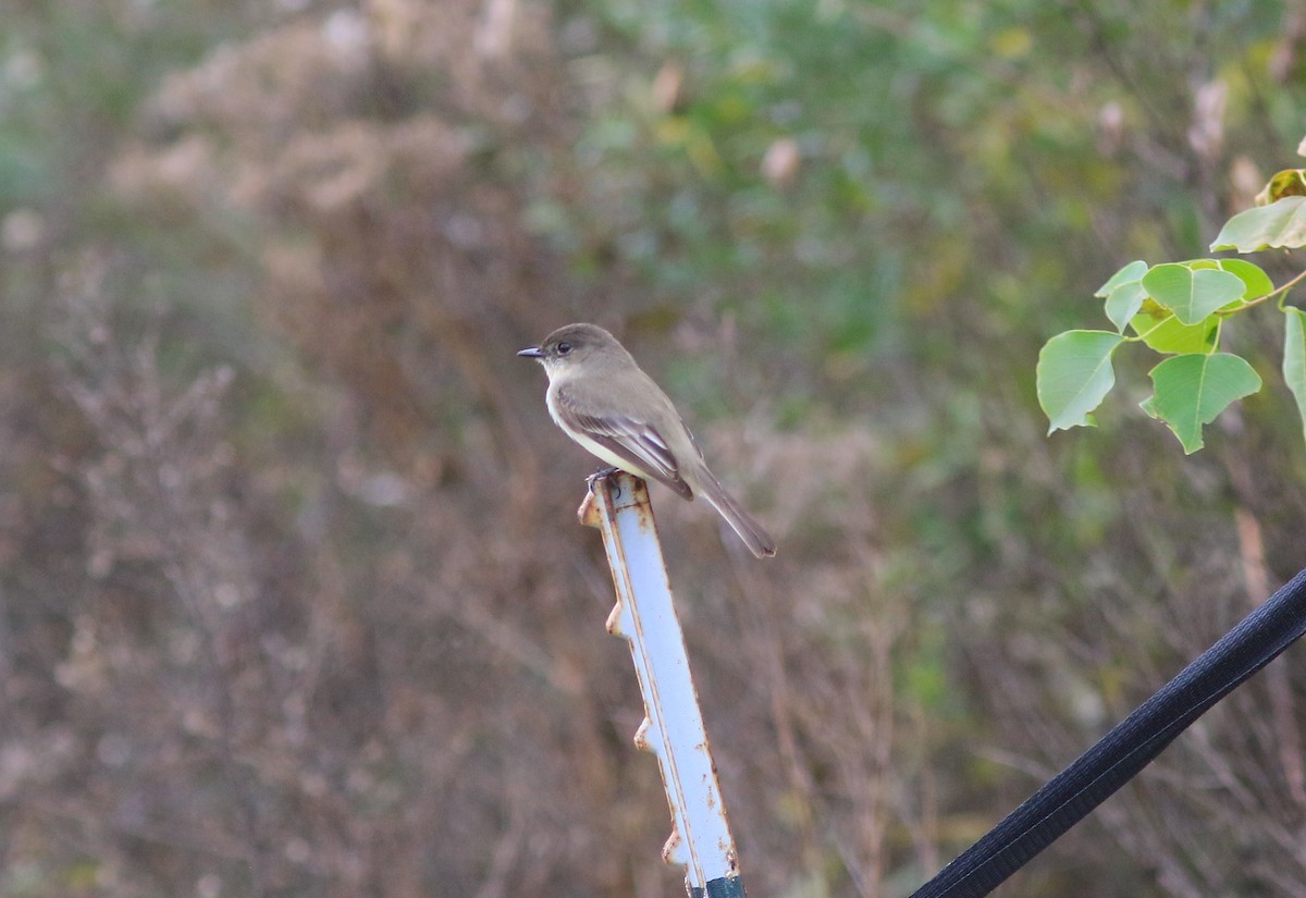 Eastern Phoebe - ML613433512