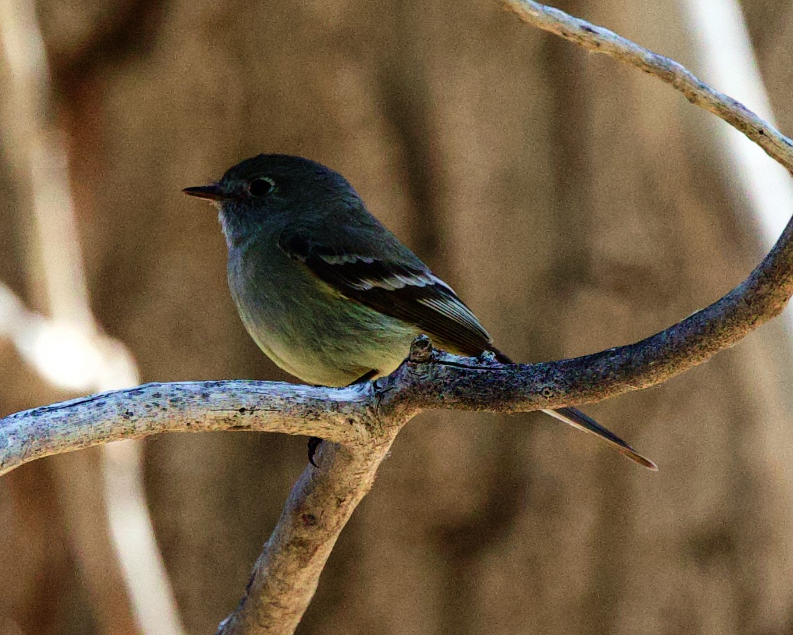 Hammond's Flycatcher - ML613433531